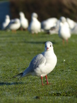 FZ010697 Curious looking Black-headed Gull (Larus ridibundus).jpg